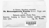 Heterosphaeria patella image